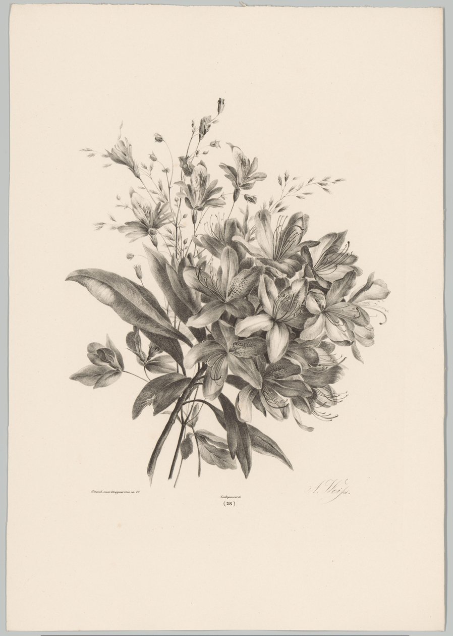 liljat Flower and Fruit Studies (...) 10. jakso (sarjan nimi) tekijältä Anton Weiss