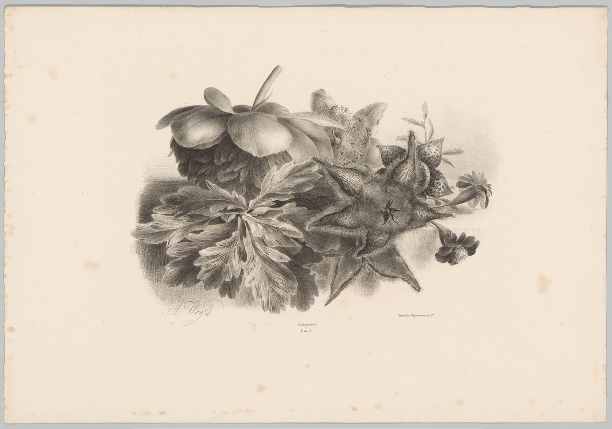 Passion kukat ja lehdet Flower and Fruit Studies (...) 10. jakso (sarjan nimi) tekijältä Anton Weiss