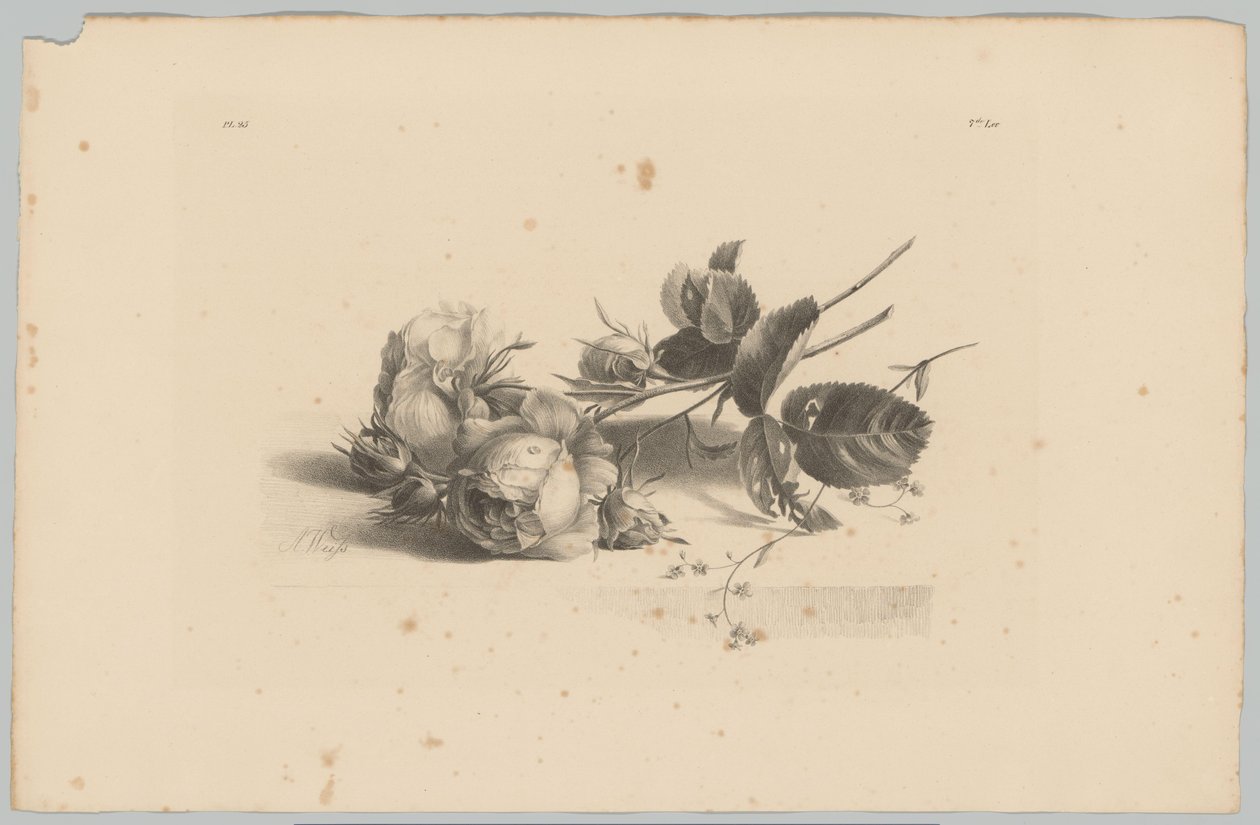 ruusut Flower and Fruit Studies (...) 3. jakso (sarjan nimi) tekijältä Anton Weiss