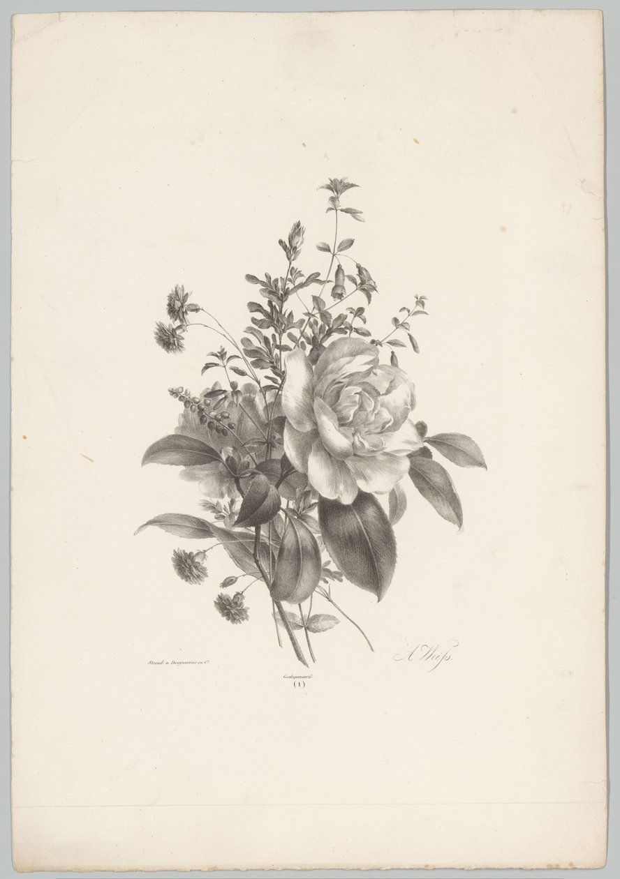 Ruusut, neilikat ja fuksia Flower and Fruit Studies (...) 10. jakso (sarjan nimi) tekijältä Anton Weiss