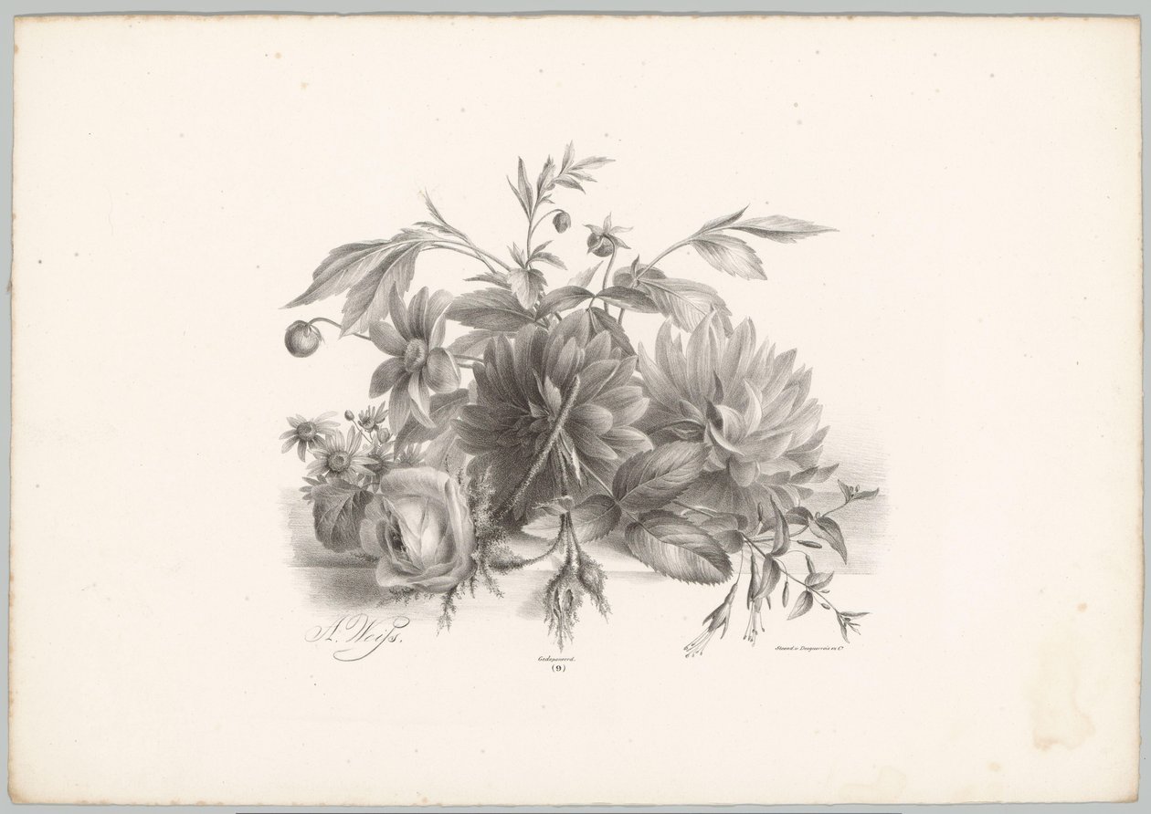 Ruusuja, daaliaa ja fuksiaa Flower and Fruit Studies (...) 10. jakso (sarjan nimi) tekijältä Anton Weiss