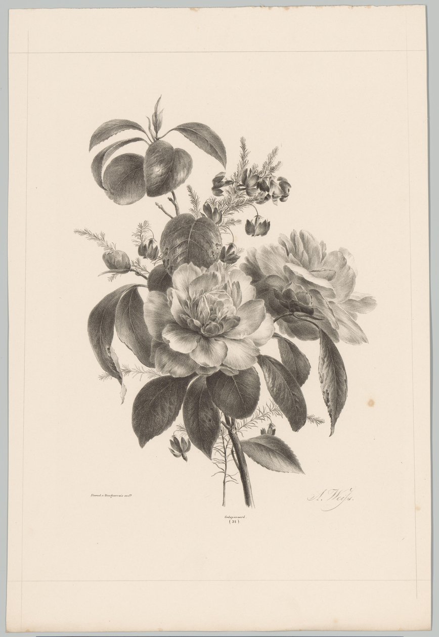 Ruusuja ja muita kukkia Flower and Fruit Studies (...) 10. jakso (sarjan nimi) tekijältä Anton Weiss