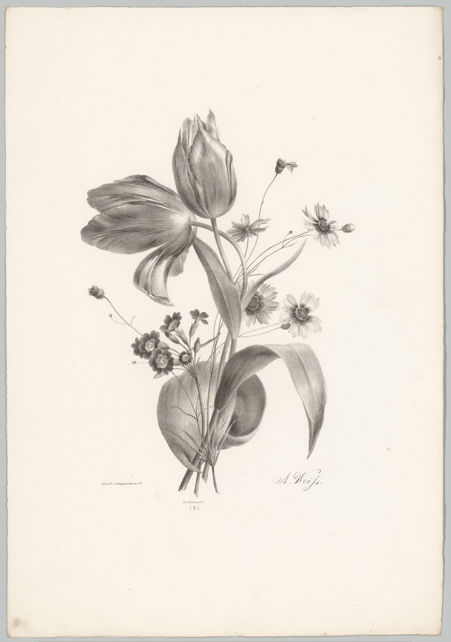 Tulppaanit ja koiranputket Flower and Fruit Studies (...) 10. jakso (sarjan nimi) tekijältä Anton Weiss