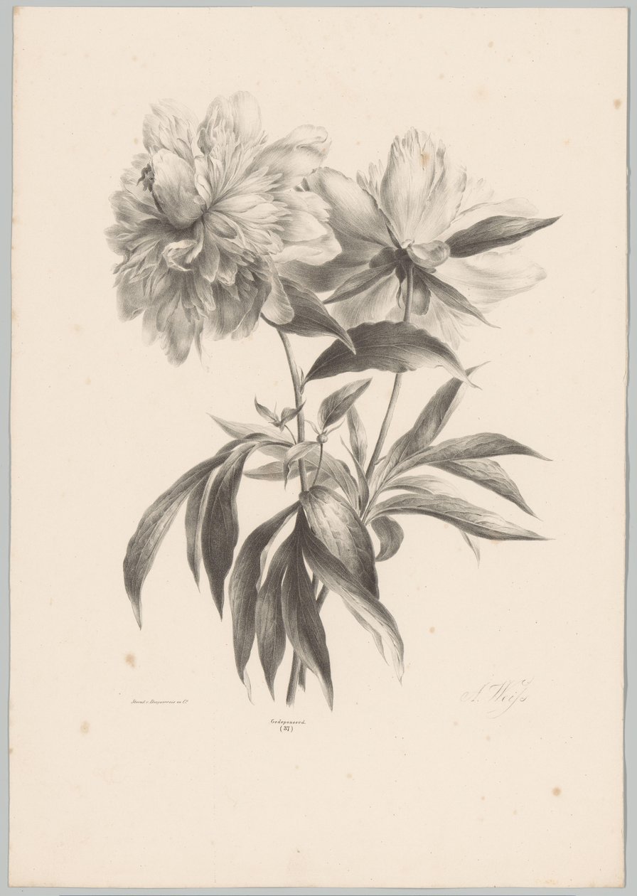 kaksi kukkaa Flower and Fruit Studies (...) 10. jakso (sarjan nimi) tekijältä Anton Weiss