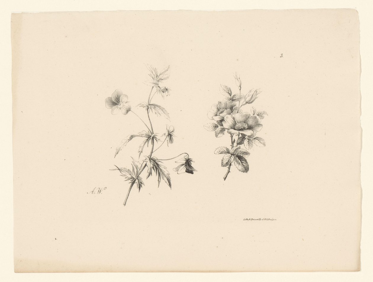 dues flors Acabat Flors i fruits (títol de la sèrie). tekijältä Anton Weiss