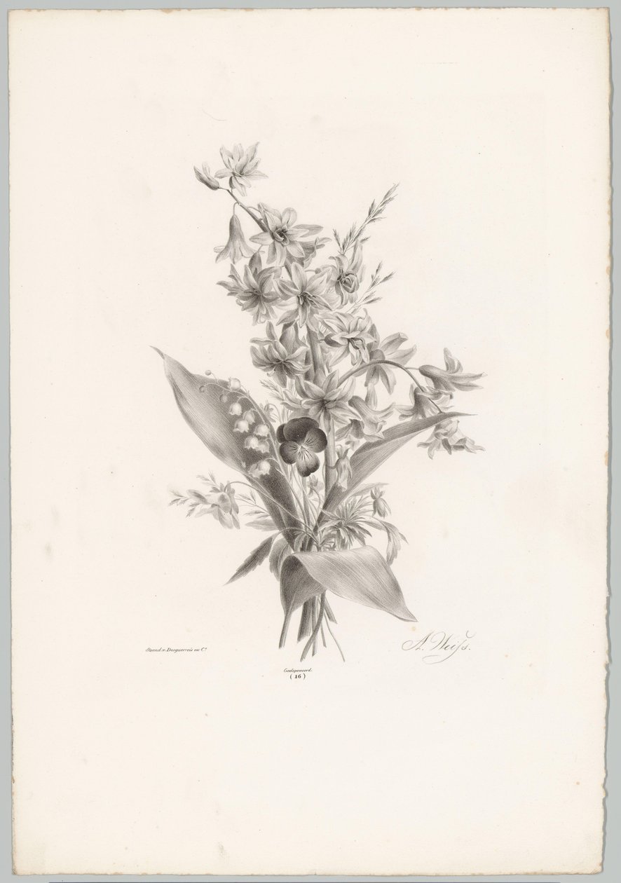 Violettia ja hyasintin ja kellon muotoisia kukkia Flower and Fruit Studies (...) 10. jakso (sarjan nimi) tekijältä Anton Weiss