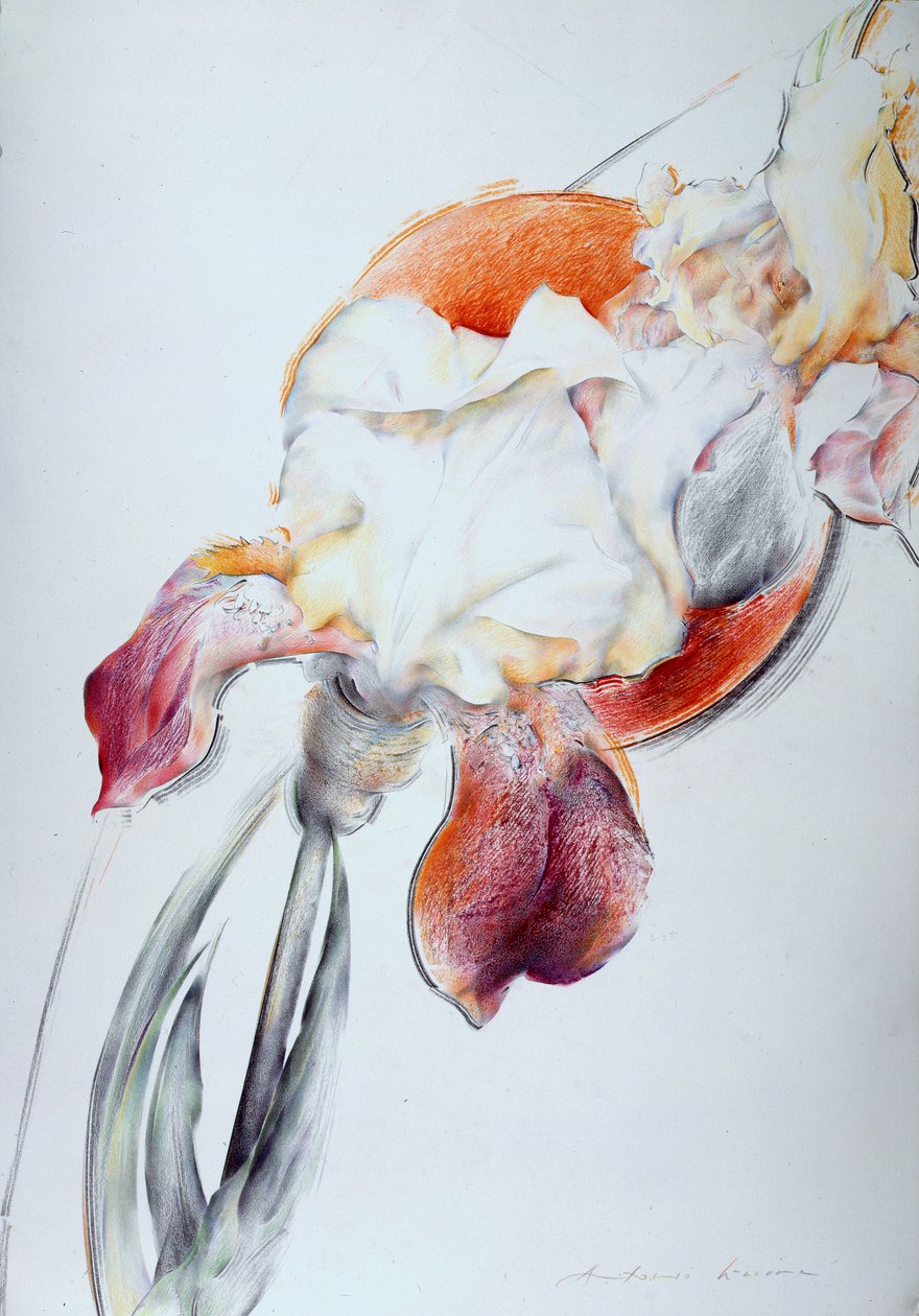 Iris - koostumus IV tekijältä Antonio Ciccone