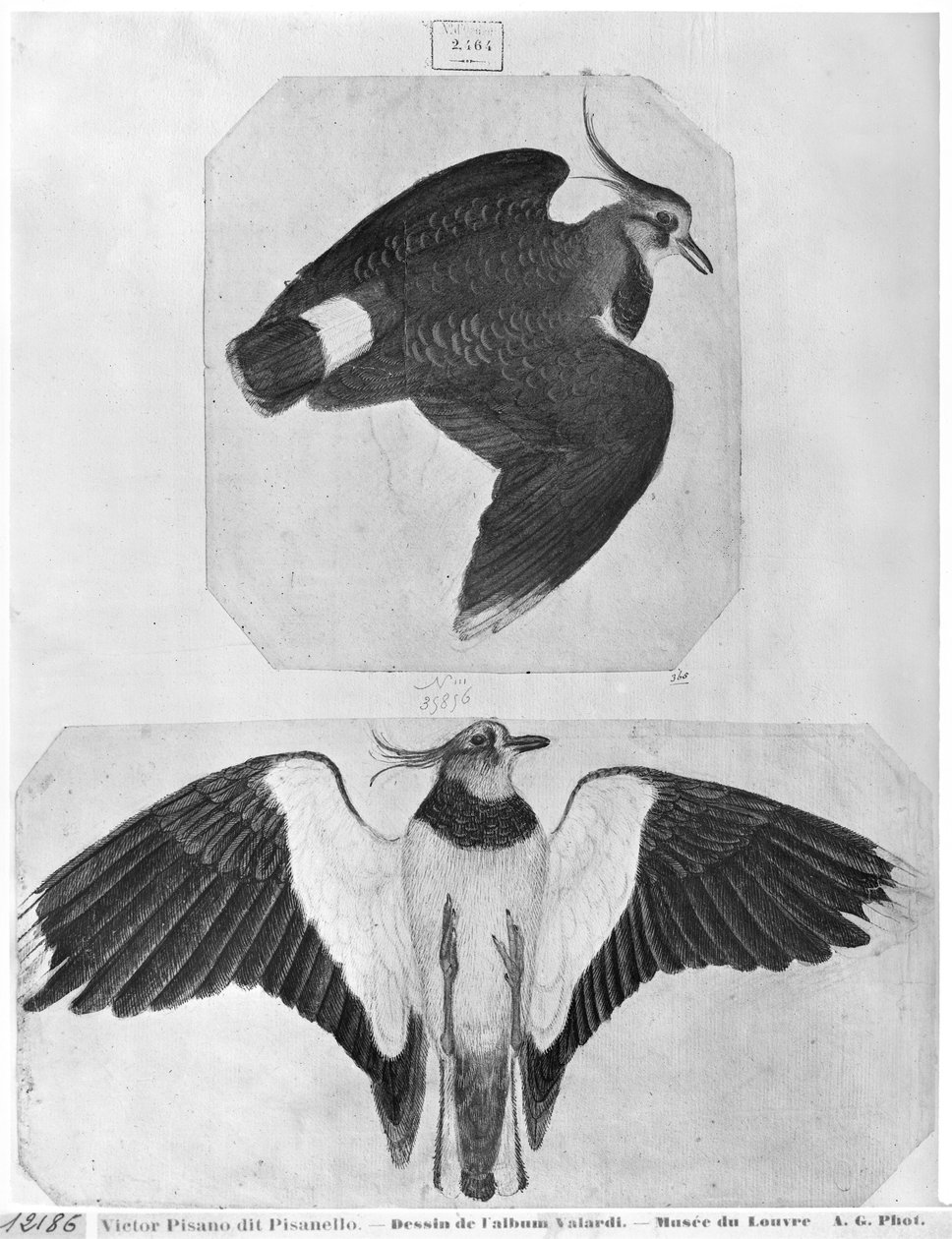 Budgerigars, Vallardi-albumista (kynä ja muste ja wc paperilla) tekijältä Antonio Pisanello
