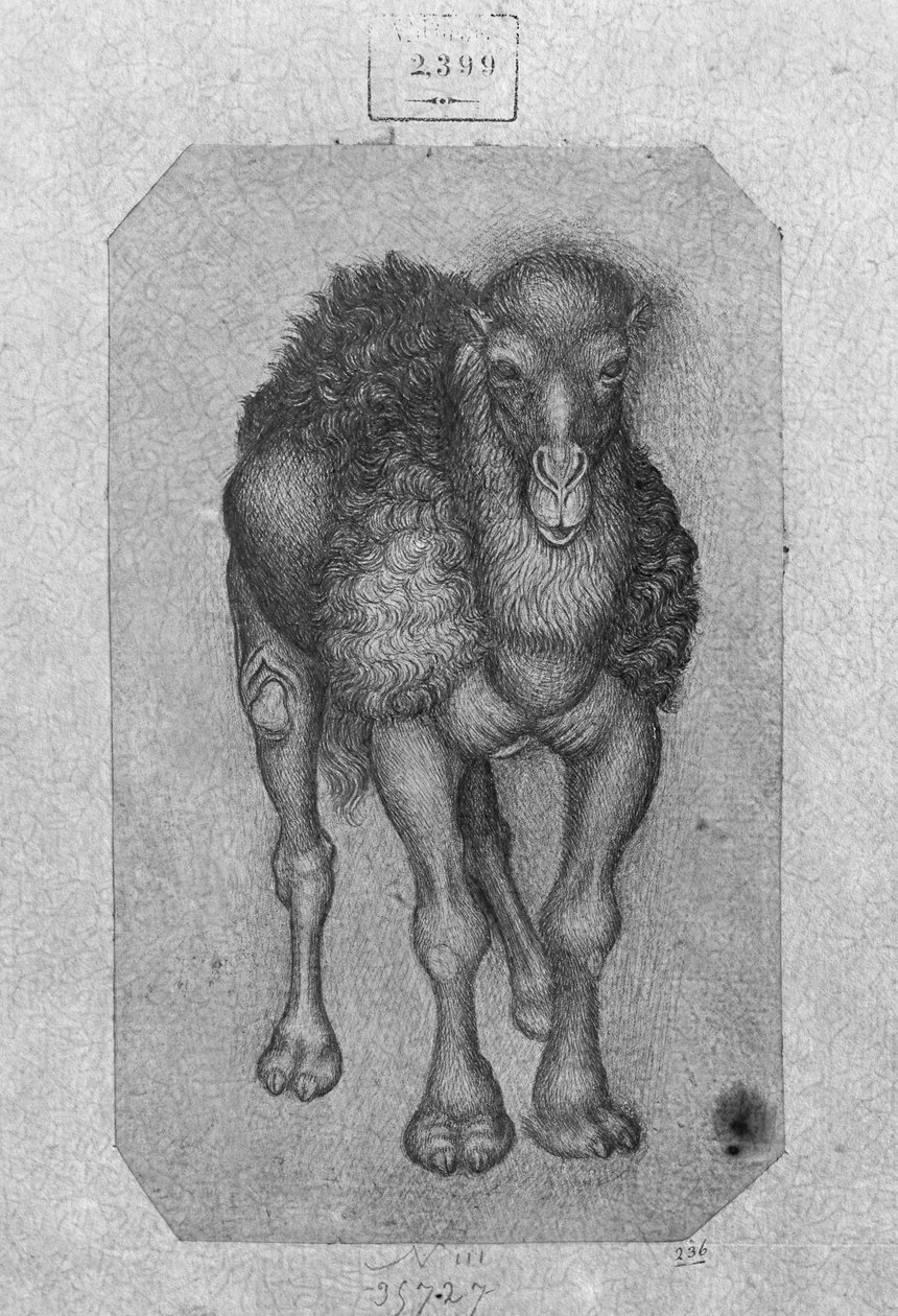 Dromedary, Vallardi-albumista tekijältä Antonio Pisanello