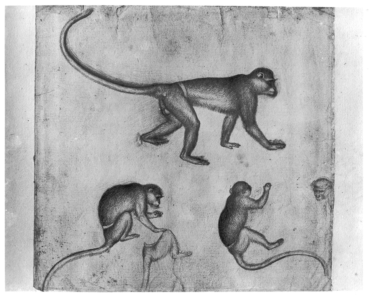 Monkeys, Vallardi-albumilta tekijältä Antonio Pisanello
