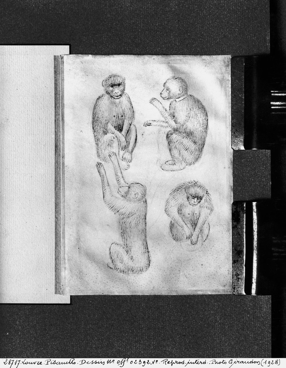 Monkeys, Vallardi-albumilta tekijältä Antonio Pisanello