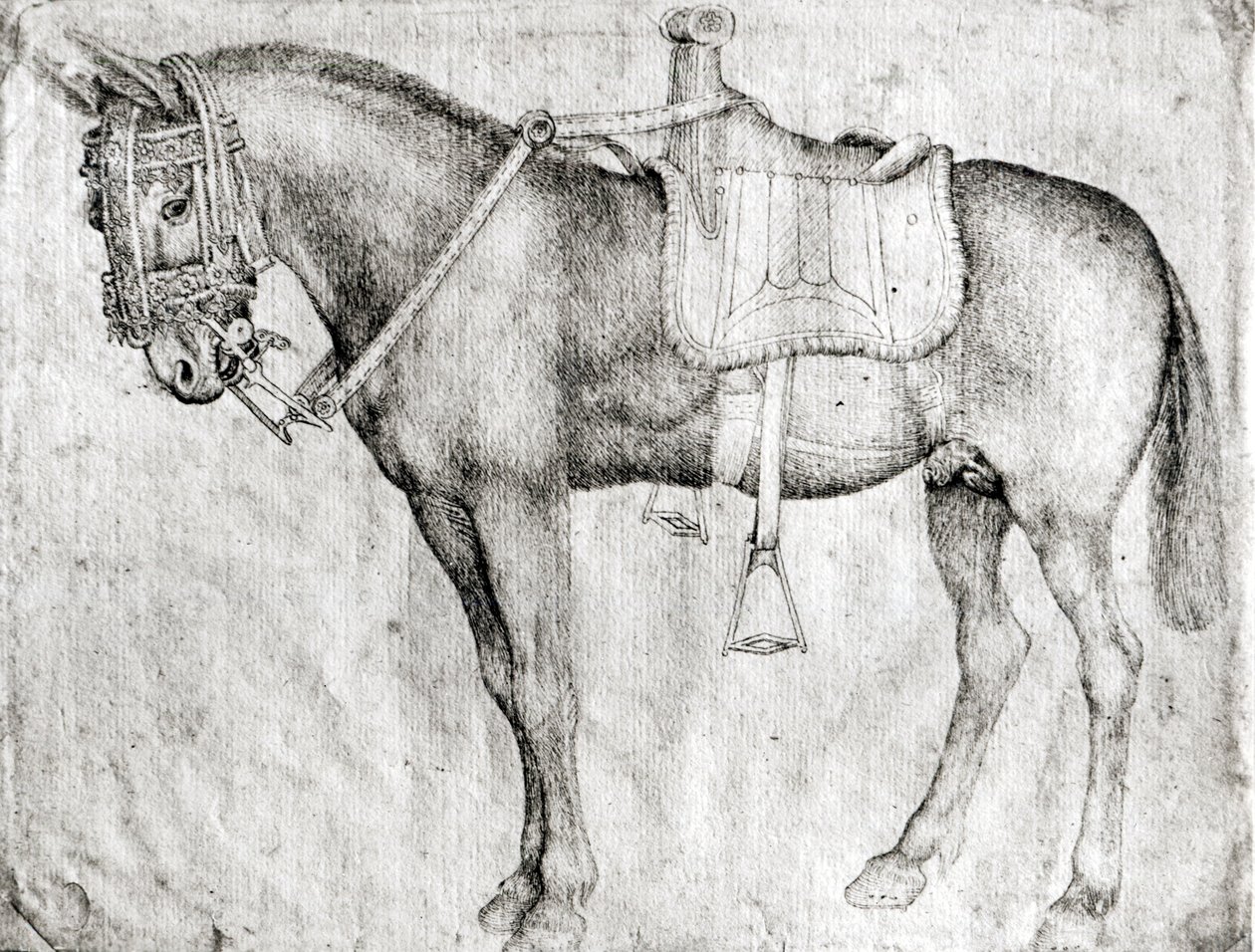 Mule, Vallardi-albumista tekijältä Antonio Pisanello
