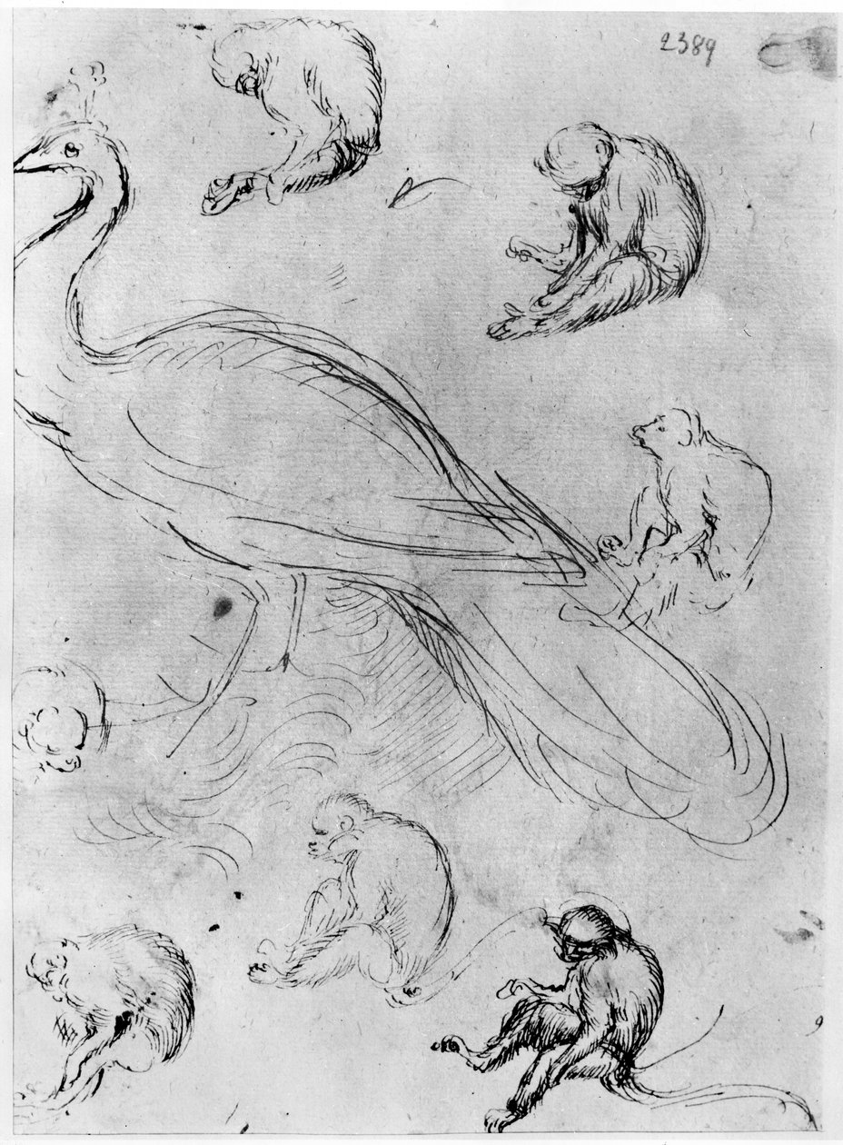 Peacock and Six Monkeys, Vallardi-albumilta tekijältä Antonio Pisanello