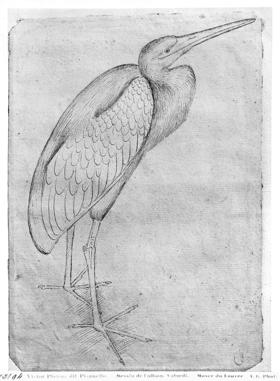 Pelikaani, Vallardi-albumista tekijältä Antonio Pisanello
