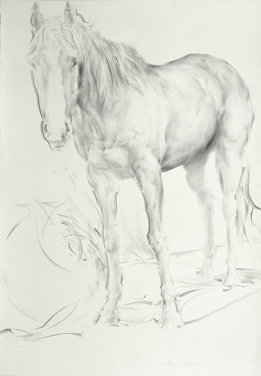 Horse at Coolmoressa, 1990 (hiili paperilla) tekijältä Antonio Ciccone