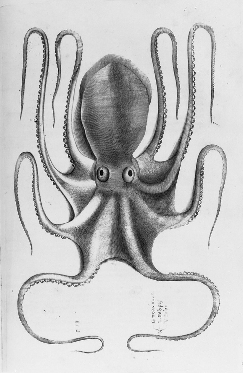 Kuvitus Ippolito Salvianin teoksesta "Aquatilium animantium historia, liber primus", 1554 tekijältä Antonio Lafreri