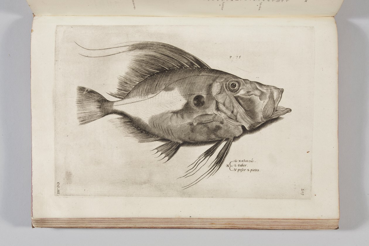 Kuvitus Ippolito Salvianin teoksesta "Aquatilium animantium historia, liber primus", 1554 tekijältä Antonio Lafreri
