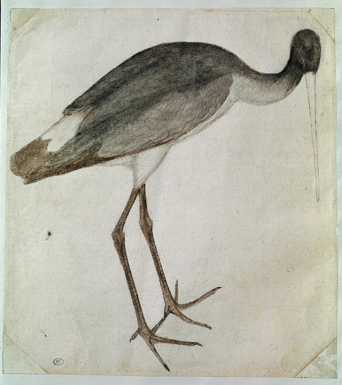 Musta haikara seisoo, kasvot oikealle. Piirustus Antonio di Puccio Pisano dit Pisanello (ennen 1395-1455). Ruskea muste, ruskea pesu, harmaa pesu, musta kivi, höyhen. Mitat: 20,8 x 18,7 cm. Louvre, Cabinet des dessins tekijältä Antonio Pisanello