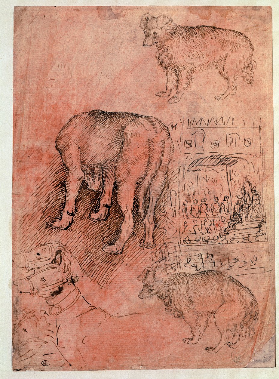 Koiran opinnot. Aulic jakso. Piirustus Antonio Pisano dit il Pisanello (1380-1455) tekijältä Antonio Pisanello