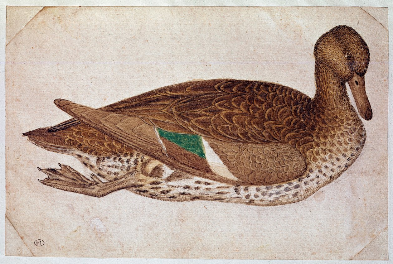 Naaras talvisinivi, ui, profiilissa oikealla. Pisano Antonio di Puccio dit il Pisanello (1380-1455) piirustus, n. 1430-40. akvarelli, ruskea muste, musta kivi, höyhen (piirustus), valkoiset litteät. Mitat: 14 x 21,2 cm. Louvre, Cabinet des dessins tekijältä Antonio Pisanello