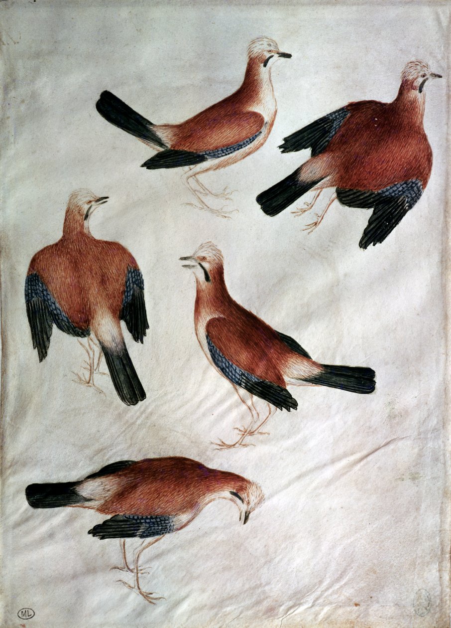 Five Jays, Vallardi Albumilta (wc paperilla) tekijältä Antonio Pisanello