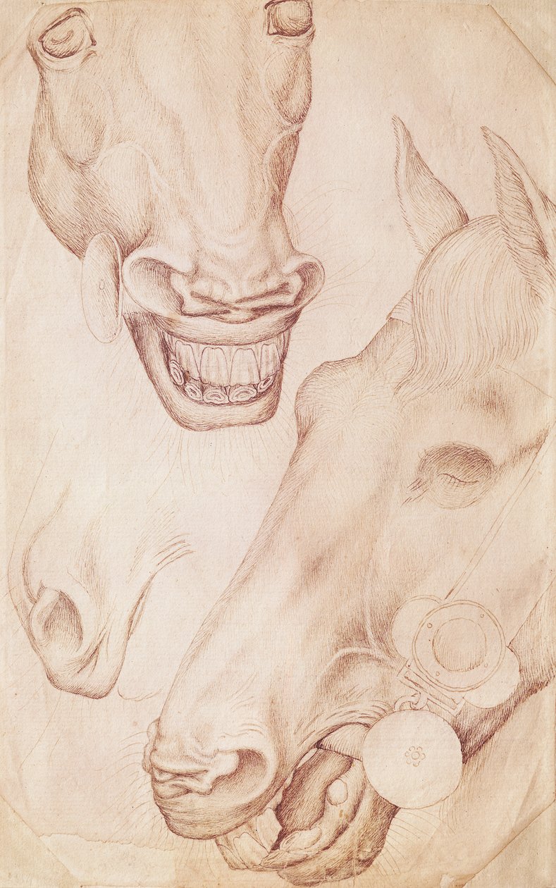 Heads of Horses, Vallardi-albumilta tekijältä Antonio Pisanello