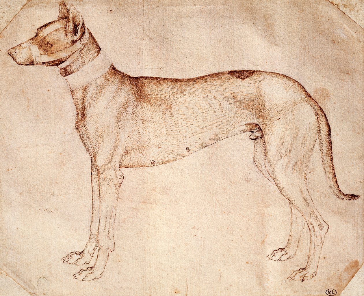Antonio Pisanon (ennen 1395 - noin 1455) tutkimus metsästyskoirasta, joka piirsi kynällä ja ruskealla musteella tekijältä Antonio Pisanello