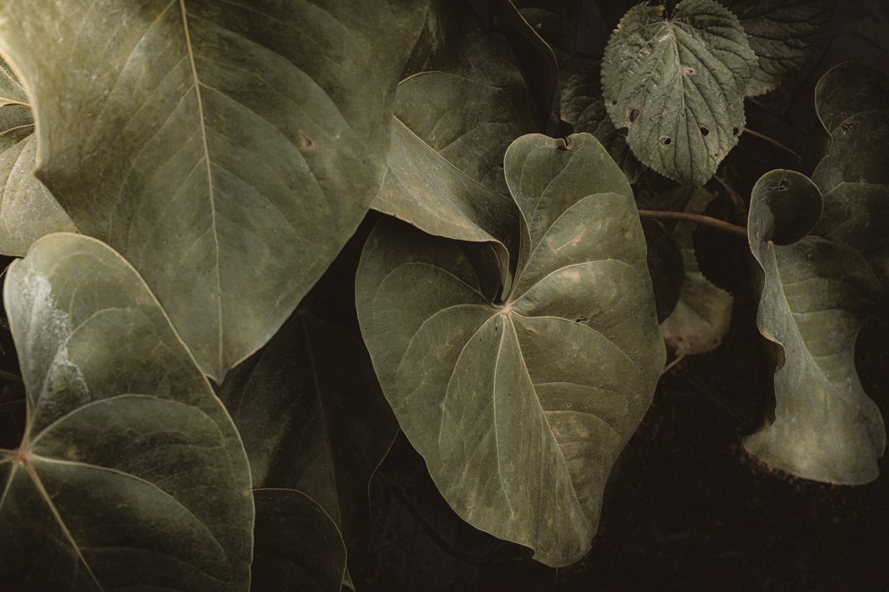 Anthurium Andraeanum, XVI e, Petrópolis, Rio de Janeiro, Brasilia, 2025 (valokuvaus) tekijältä Antonio Schubert