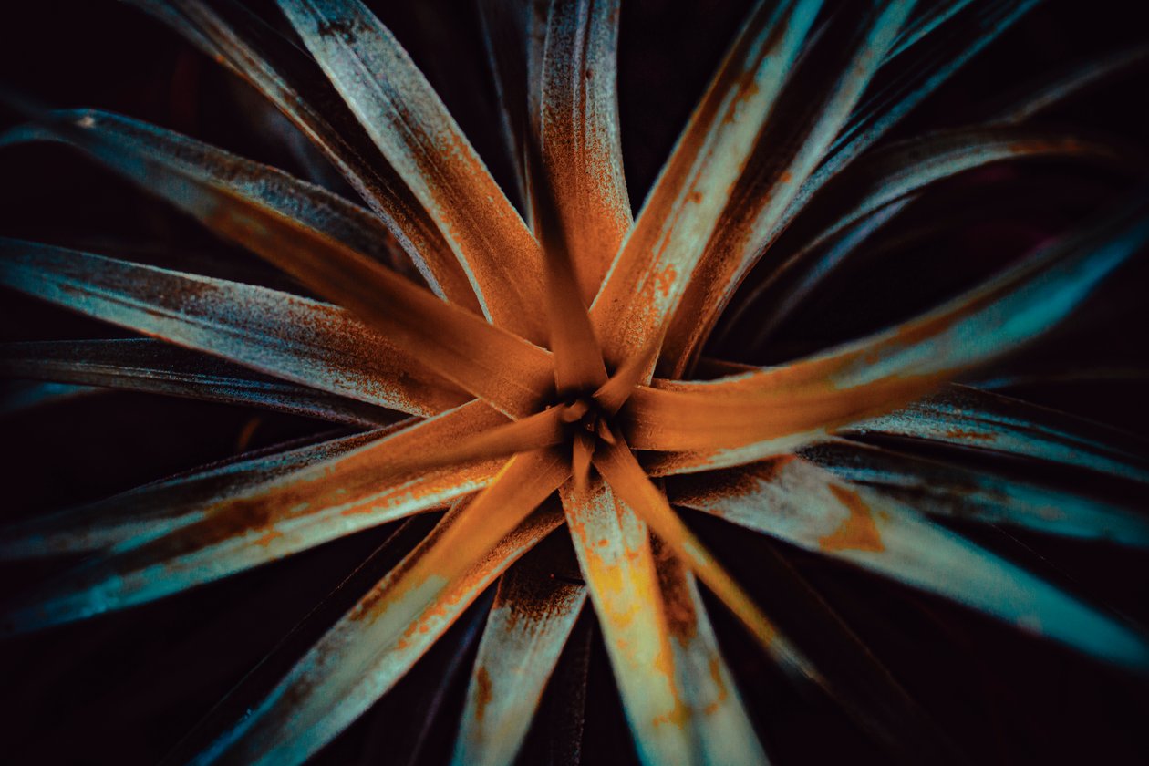 Bromelioideae, 2015 (digitaalinen kuva) tekijältä Antonio Schubert
