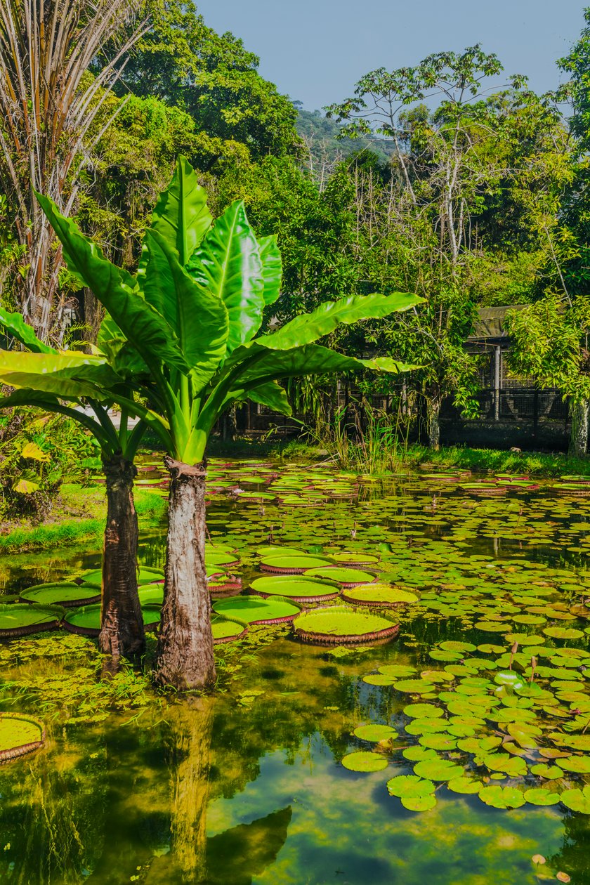 Jardim Amazonico, 2024 (digitaalinen valokuvaus) tekijältä Antonio Schubert