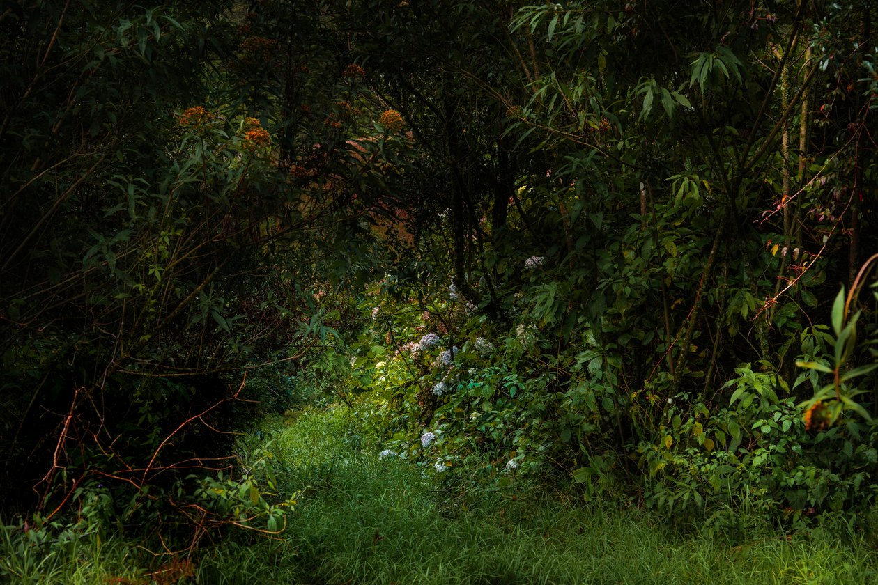 Polkuja, 2015 (digitaalinen kuva) tekijältä Antonio Schubert