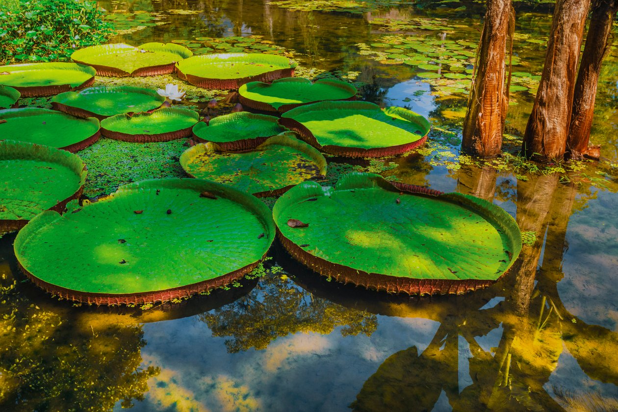 Victoria Amazonica, 2024 (digitaalinen valokuvaus) tekijältä Antonio Schubert