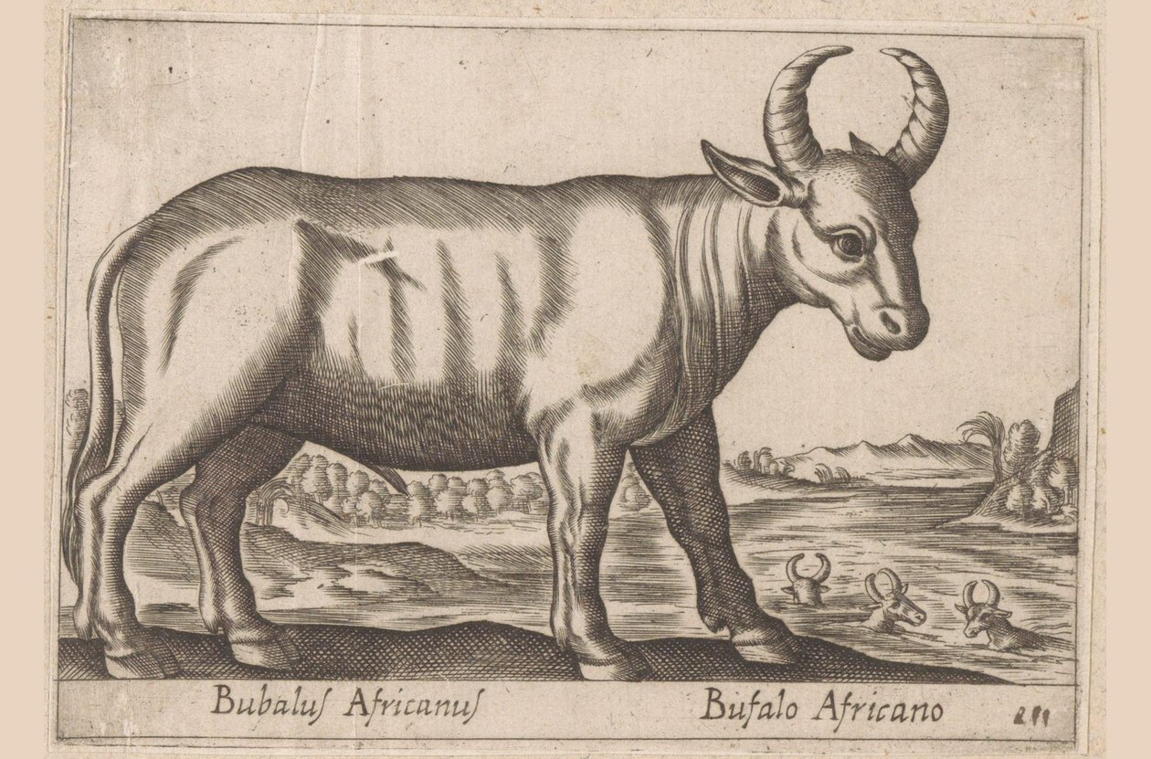 Afrikkalainen puhveli Bubalus Africanus/ Bufalo Africano (otsikko esineessä) Eläimet ja myyttiset olennot (sarjan nimi) Nova raccolta de li animali piu curiosi del mondo (sarjan nimi) tekijältä Antonio Tempesta