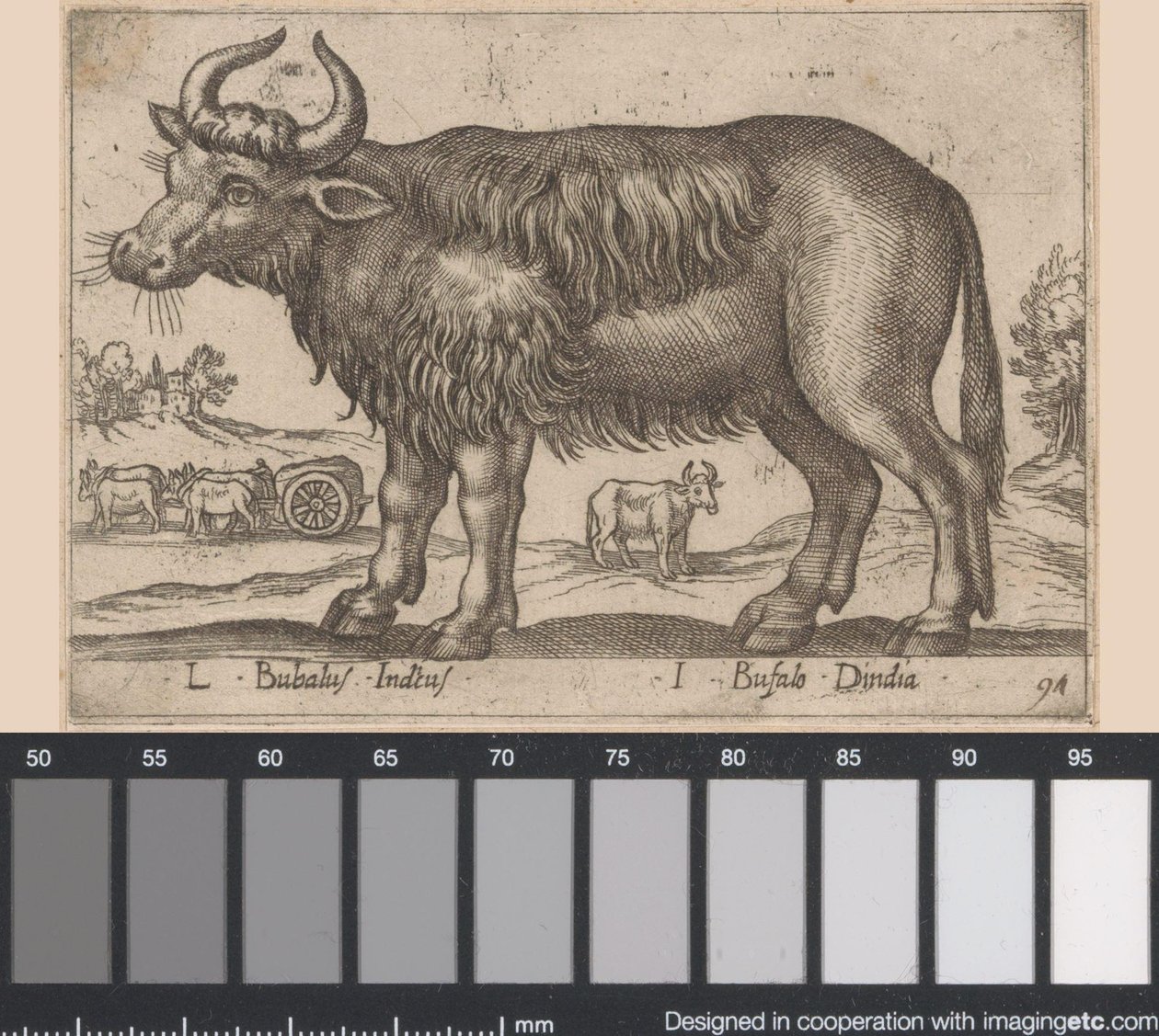 Buffalo L Bubalus Indicus/ I Bufola Dindia (otsikko esineessä) Dieren en fablewezens (sarjan nimi) Uusi kokoelma maailman uteliaimpia eläimiä (sarjan nimi) tekijältä Antonio Tempesta