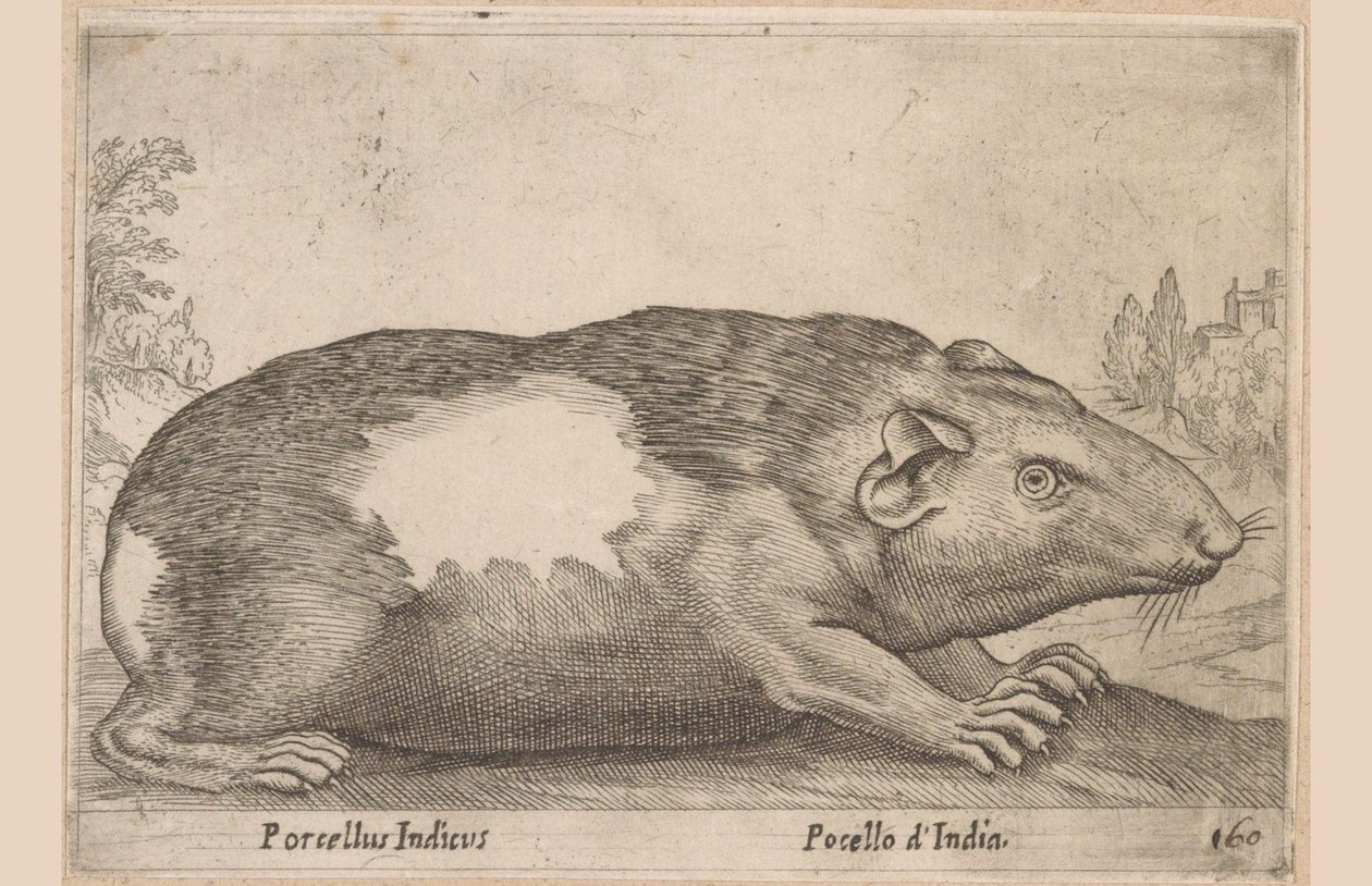 Cavia Porcellus Indicus/ Pocello d