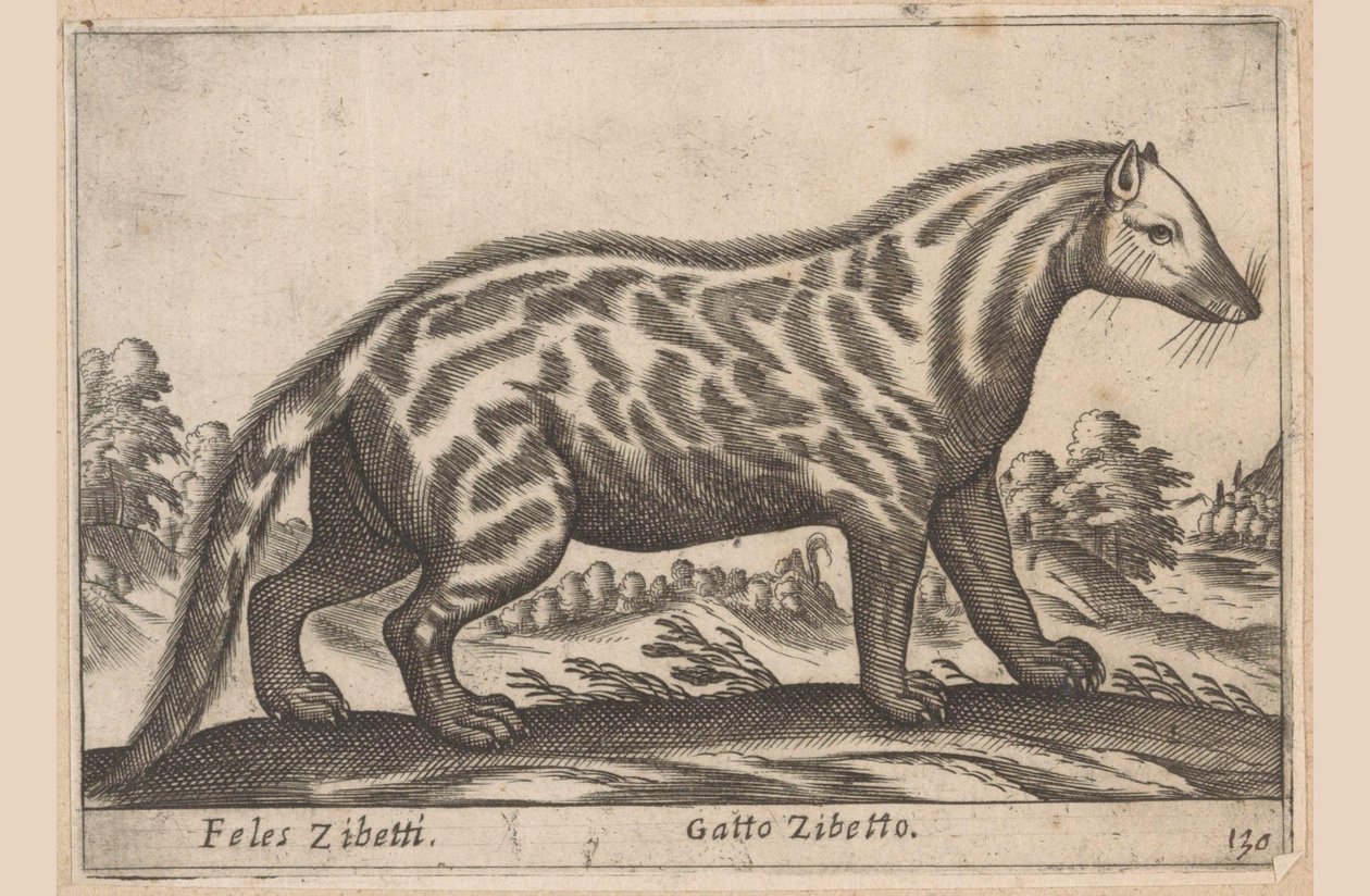 Civetkat Feles Zibetti / Cat Civet (otsikko esineessä) Dieren en fabelwezens (sarjan nimi) Nova-kokoelma maailman uteliaimpia eläimiä (sarjan nimi) tekijältä Antonio Tempesta