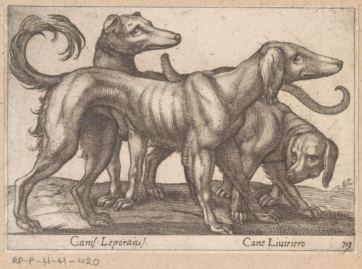 Kolme koiraa Canis Leporius / Cane Liviriero (otsikko esineessä) Eläimet ja myyttiset olennot (sarjan nimi) Nova raccolta de li animali piu curiosi del mondo (sarjan nimi) tekijältä Antonio Tempesta