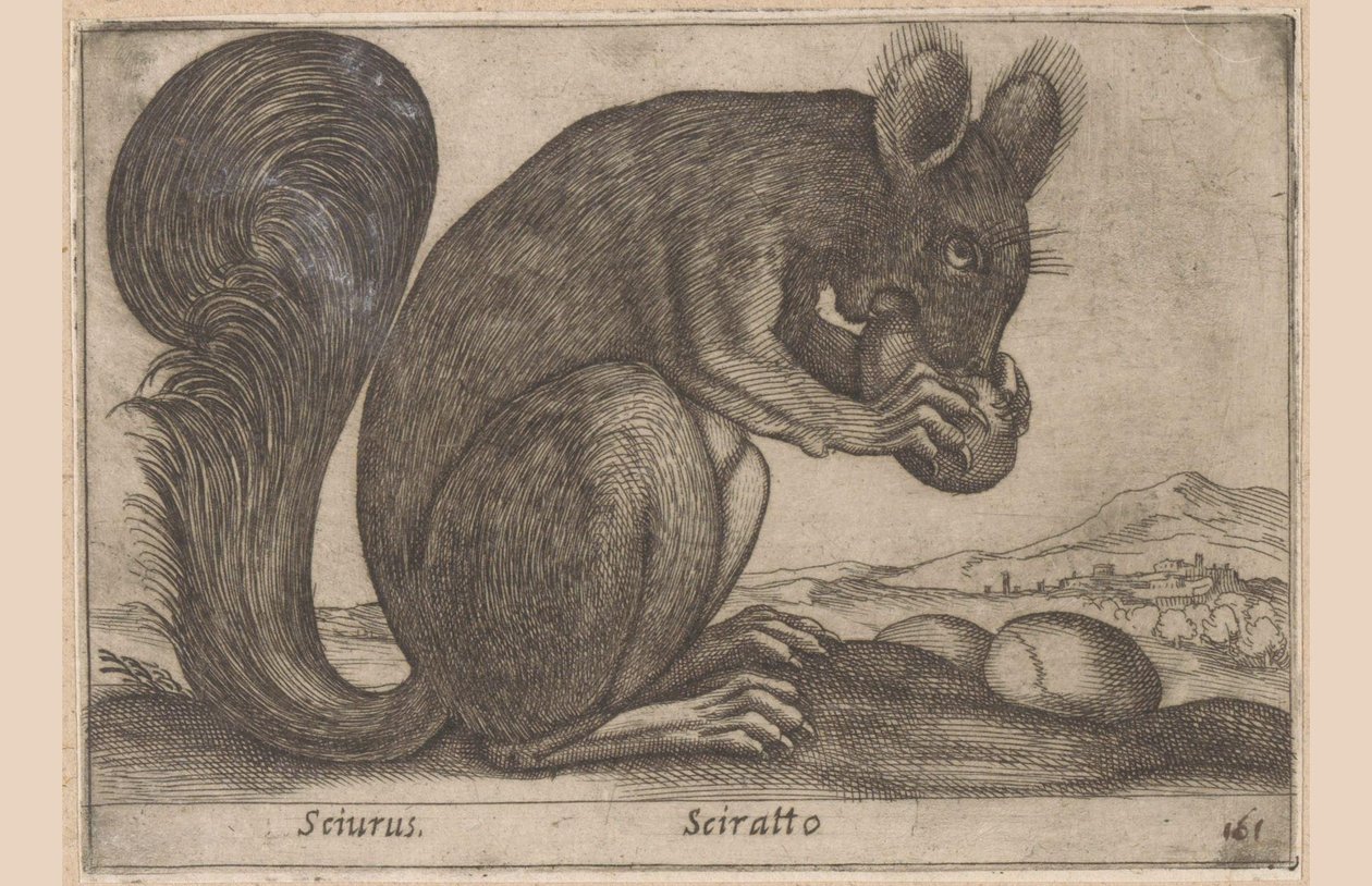 Ekhorn Sciurus/ Sciratto (otsikko esineessä) Dieren en fabelwezens (sarjan nimi) Uusi utelias pieni eläin maailmassa (sarjan nimi) tekijältä Antonio Tempesta