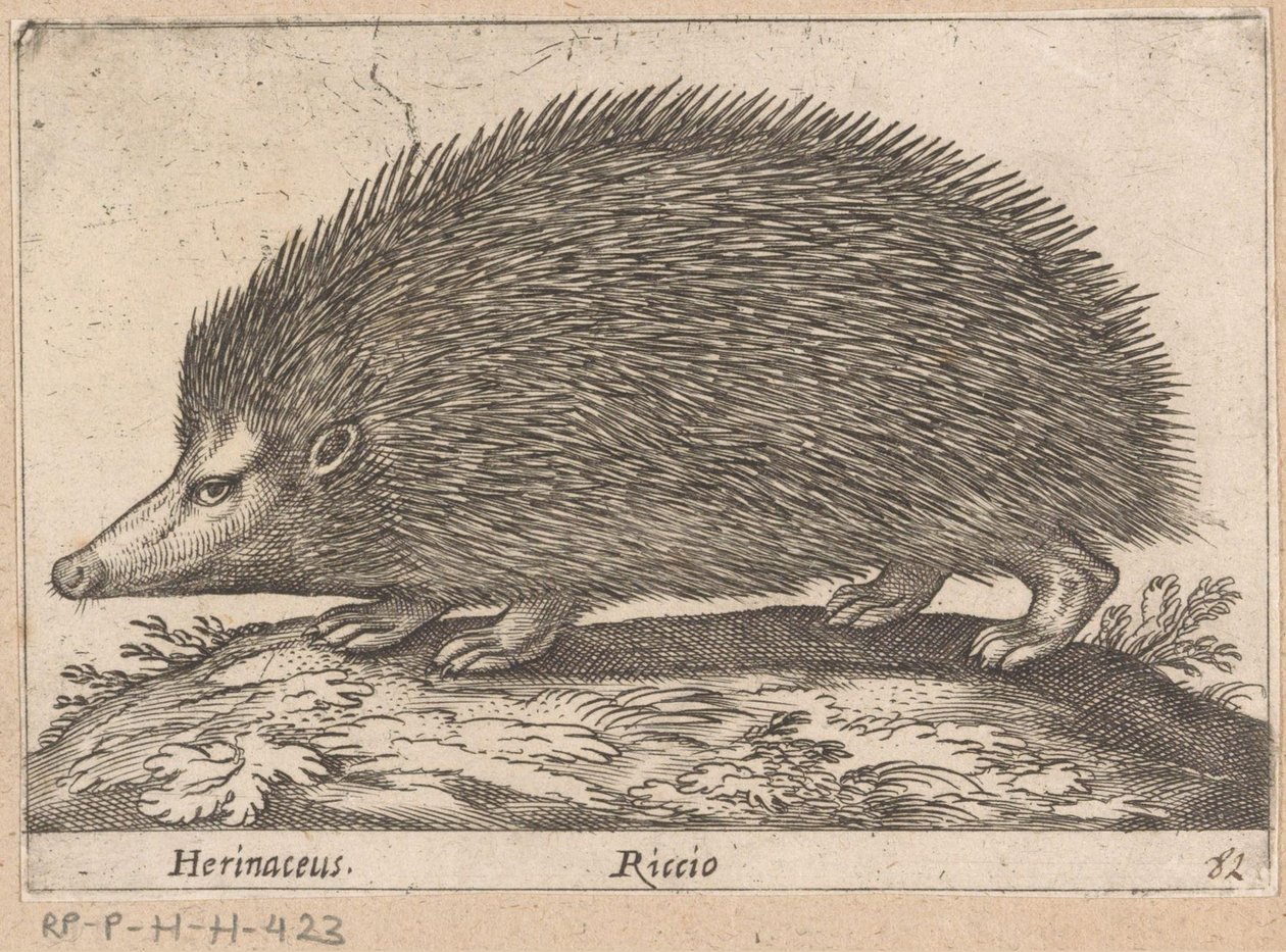 egel Herinaceus/ Riccio (otsikko esineessä) Dieren en fabelwezens (sarjan nimi) Nova raccolta de li animali piu curiosi del mondo (sarjan nimi) tekijältä Antonio Tempesta