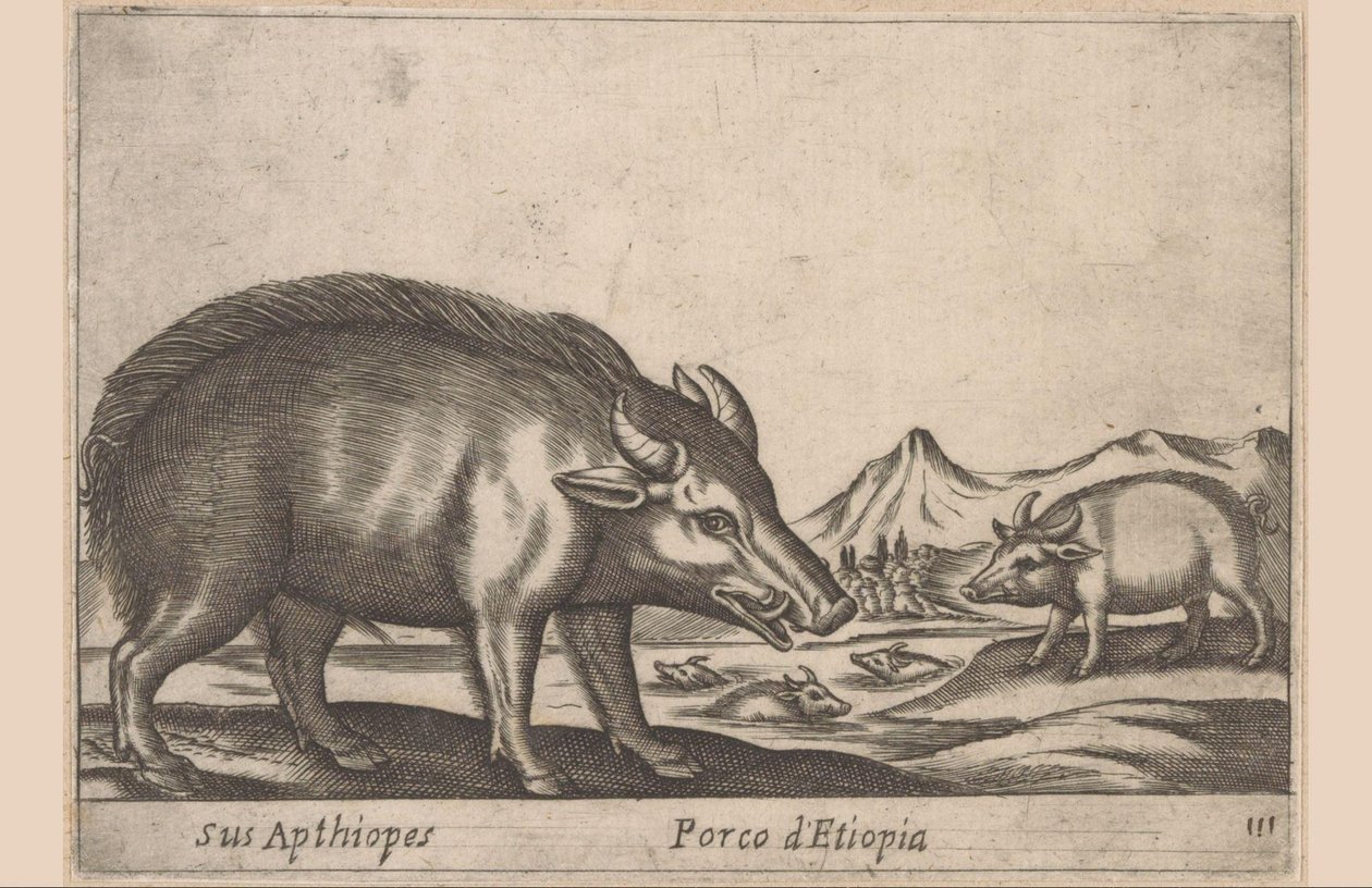 Etiopian teoksia Hänen aptiooppinsa / Etiopian sika (otsikko esineessä) Dieren en fabelwezens (sarjan nimi) Uusi utelias pieni eläin maailmassa (sarjan nimi) tekijältä Antonio Tempesta