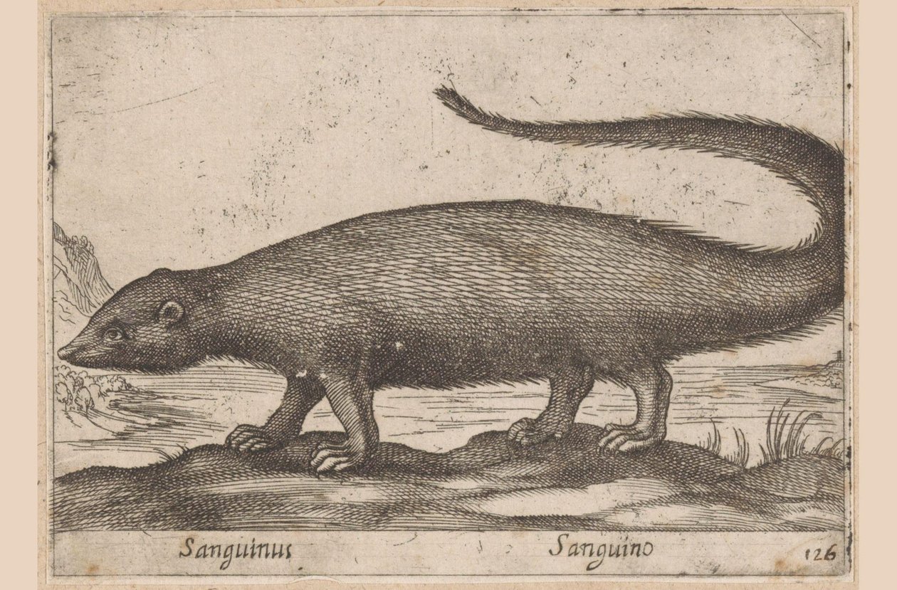 Nopeasti Sanguinus/ Sanguino (otsikko esineessä) Dieren en fablewezens (sarjan nimi) Uusi kokoelma maailman uteliaimpia eläimiä (sarjan nimi) tekijältä Antonio Tempesta