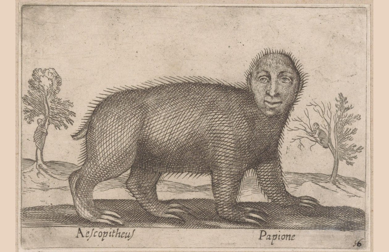 Laiskiainen Aescopitheus/ Papione (otsikko esineessä) Eläimet ja myyttiset olennot (sarjan nimi) Nova raccolta de li animali piu curiosi del mondo (sarjan nimi) tekijältä Antonio Tempesta