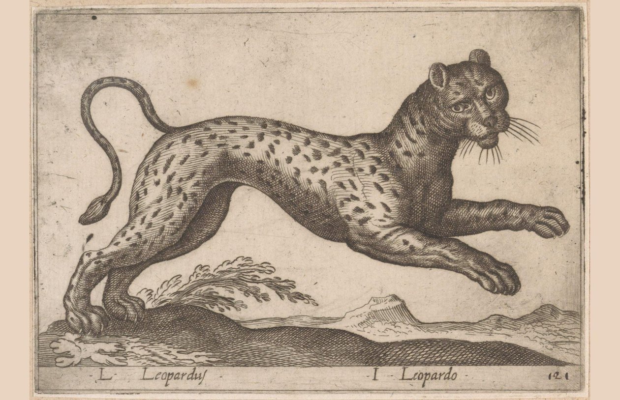 Leopardi L Leopardus/ I Leopardo (otsikko esineessä) Dieren en fablewezens (sarjan nimi) Uusi kokoelma maailman uteliaimpia eläimiä (sarjan nimi) tekijältä Antonio Tempesta