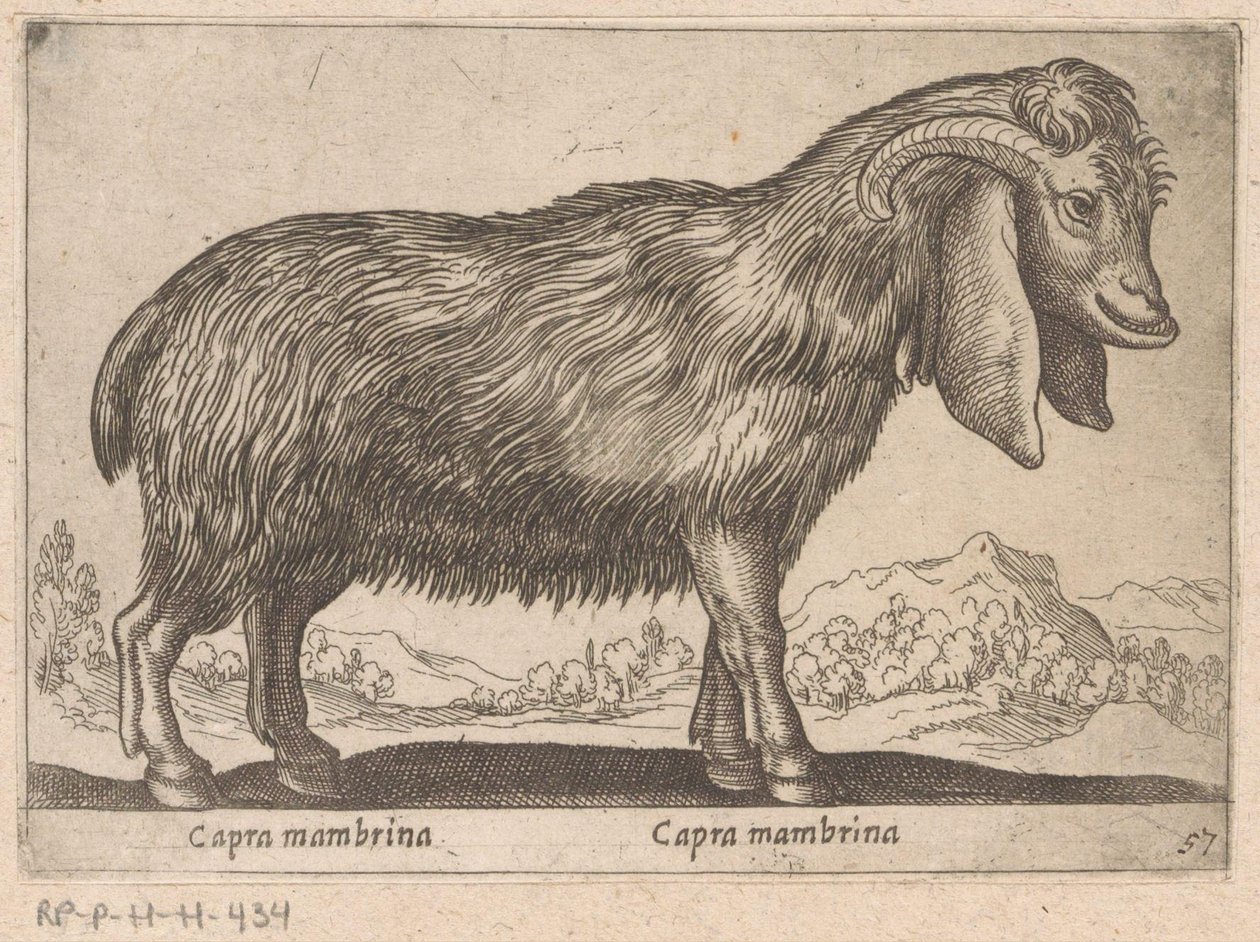 Membrina geit Capra mambrina/ Capra mambrina (otsikko esineessä) Dieren en fablewezens (sarjan nimi) Uusi kokoelma maailman uteliaimpia eläimiä (sarjan nimi) tekijältä Antonio Tempesta