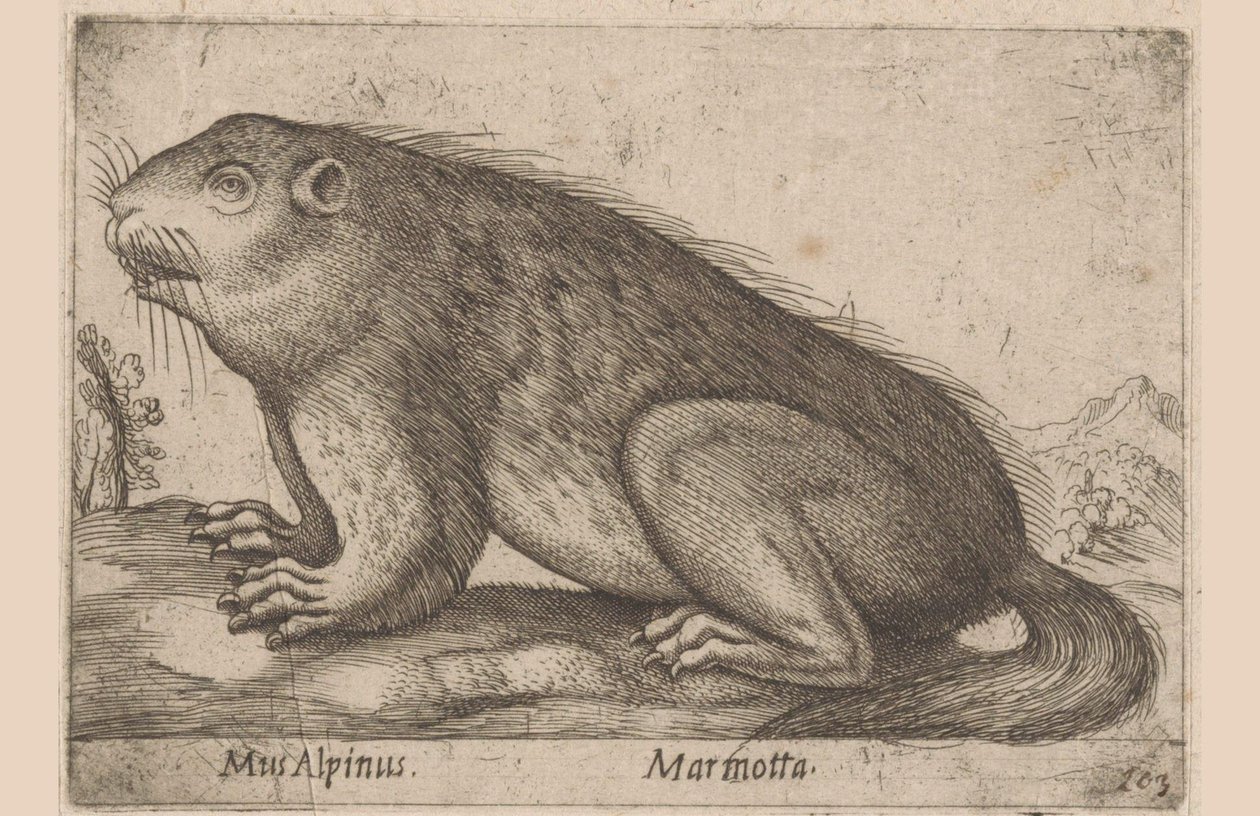 Hän mutisee Alppihiiri / Marmotta (otsikko esineessä) Dieren en fablewezens (sarjan nimi) Nova raccolta de li animali piu curiosi del mondo (sarjan nimi) tekijältä Antonio Tempesta