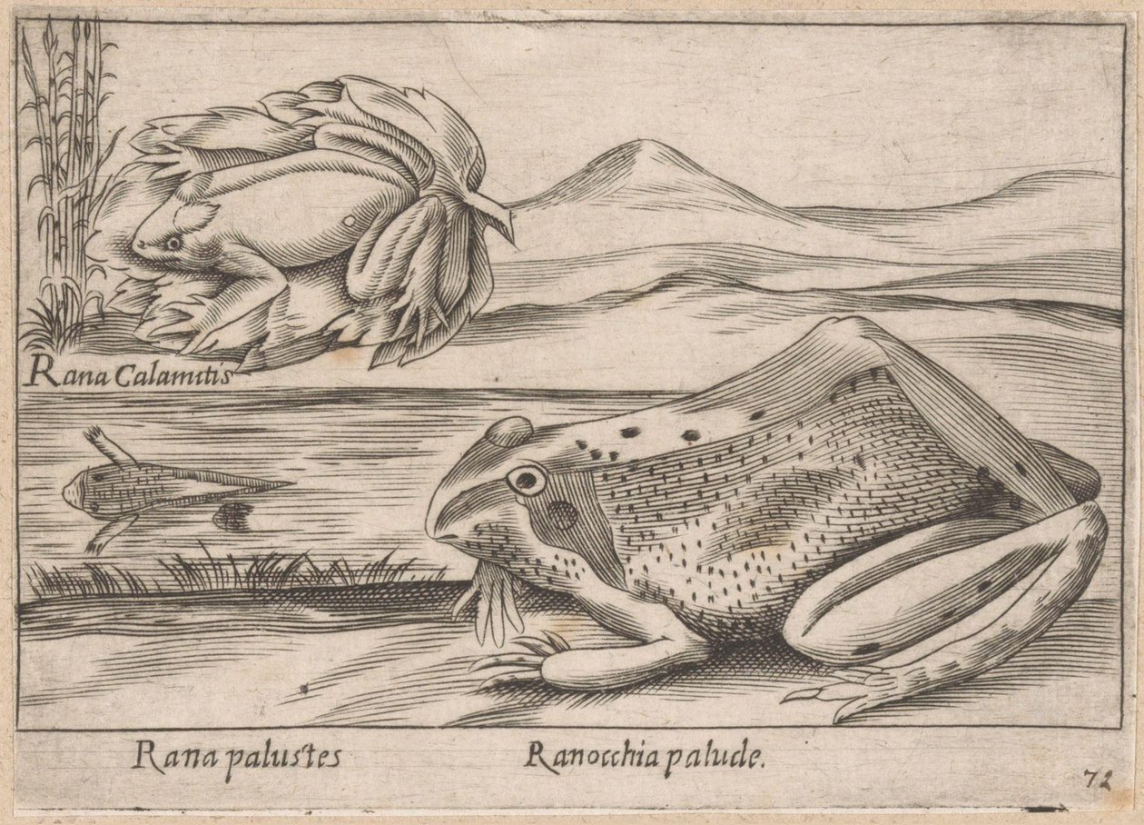 Moeras Kikkers Marsh Frog / Marsh Frog (otsikko esineessä) Dieren en fabelwezens (sarjan nimi) Nova-kokoelma maailman uteliaimpia eläimiä (sarjan nimi) tekijältä Antonio Tempesta