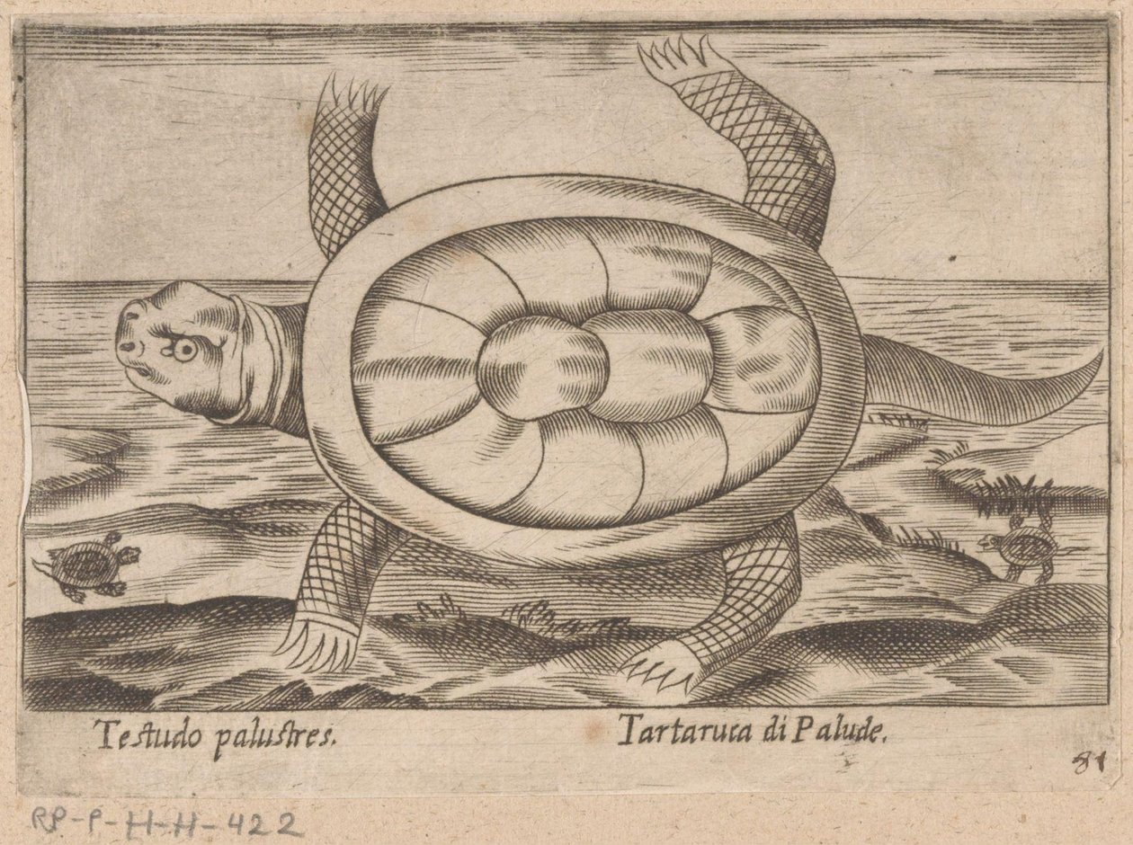 Moerasschildpad Testudo palustres/Tartaruca di Palude (otsikko esineessä) Dieren en fablewezens (sarjan nimi) Nova raccolta de li animali piu curiosi del mondo (sarjan nimi) tekijältä Antonio Tempesta