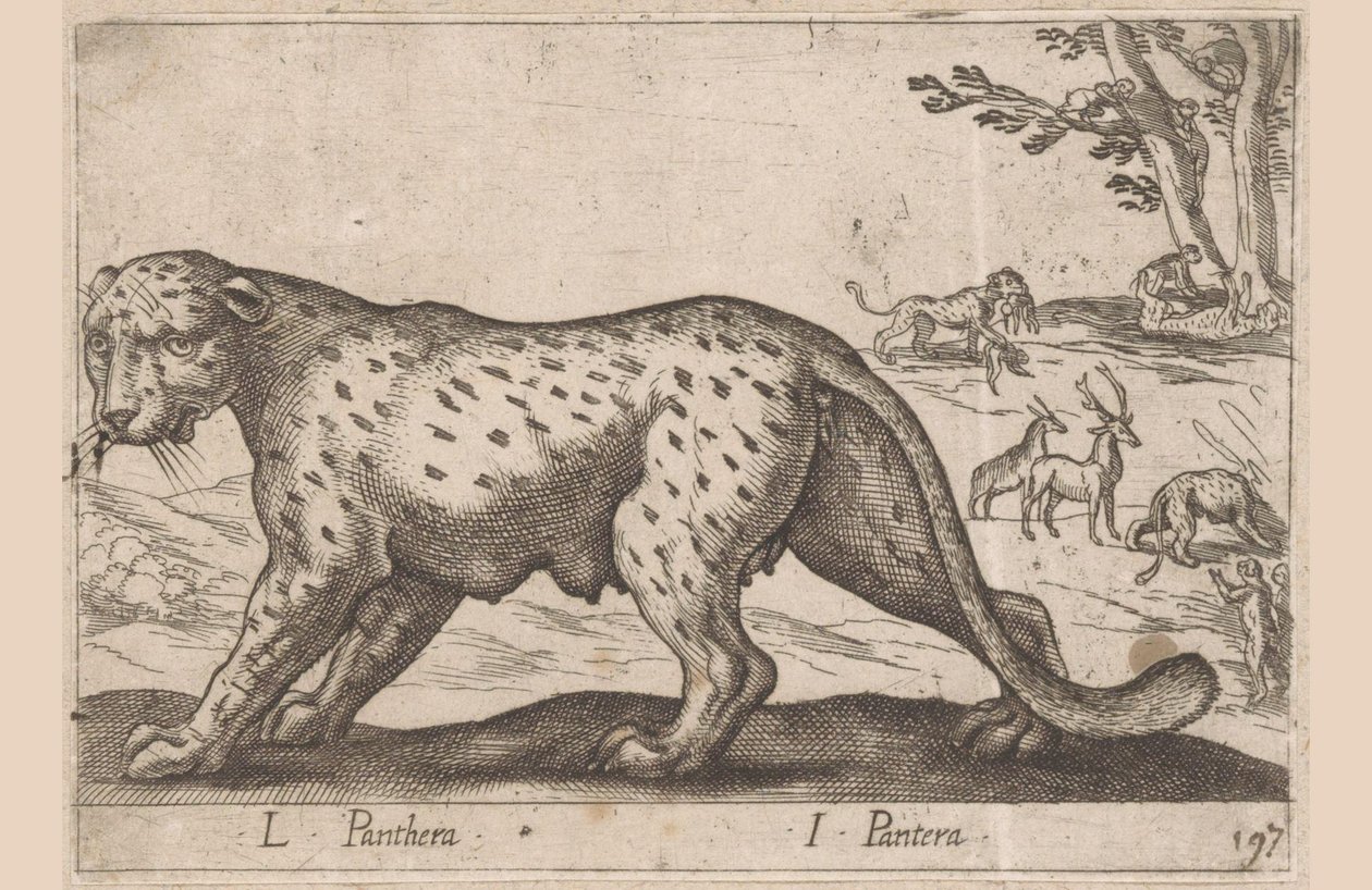 Pantteri L Panthera/ I Panthera (otsikko esineessä) Dieren en fablewezens (sarjan nimi) Uusi kokoelma maailman uteliaimpia eläimiä (sarjan nimi) tekijältä Antonio Tempesta