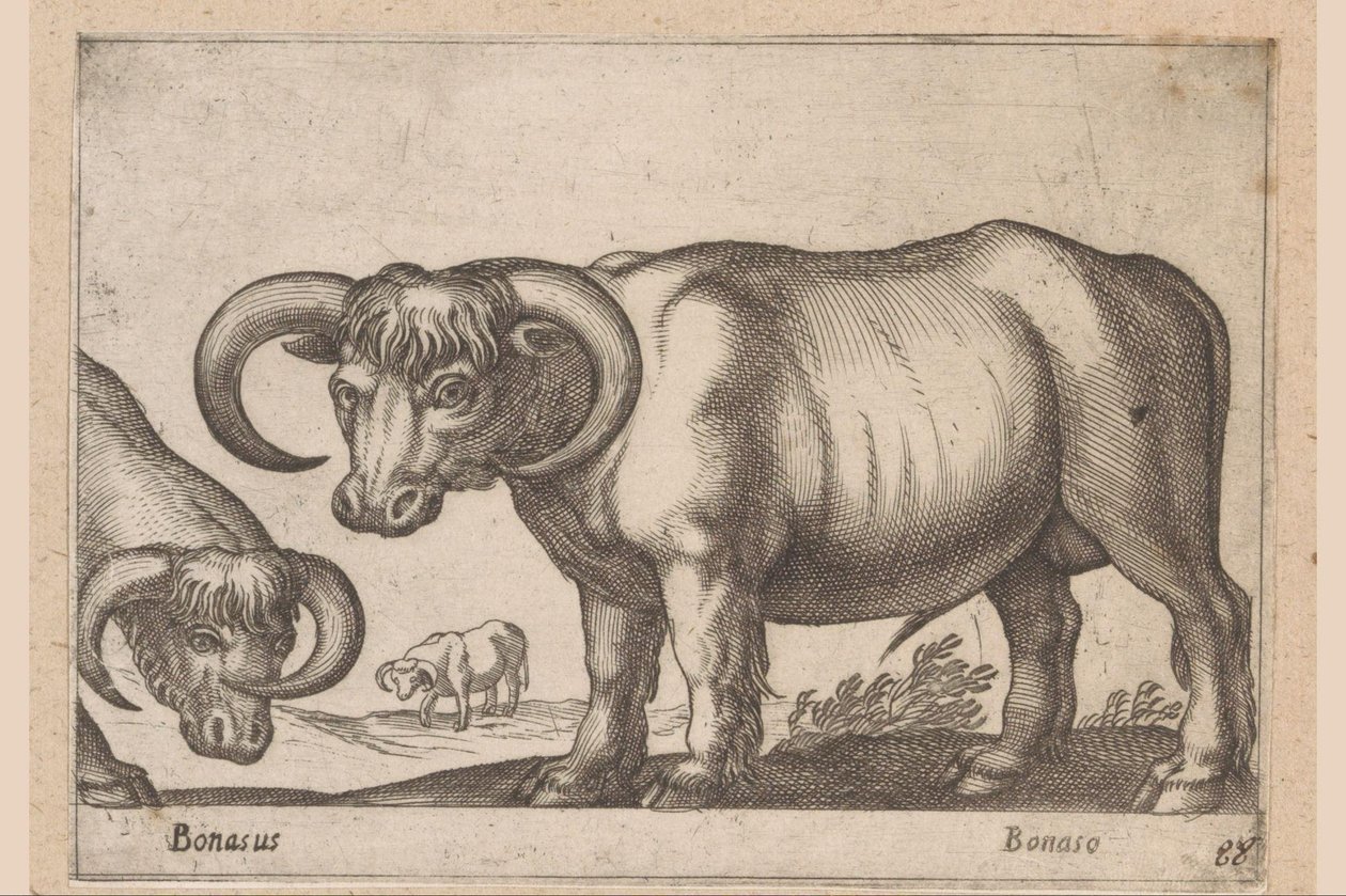 karjaa Bonasus/ Bonaso (otsikko esineessä) Eläimet ja myyttiset olennot (sarjan nimi) Nova raccolta de li animali piu curiosi del mondo (sarjan nimi) tekijältä Antonio Tempesta