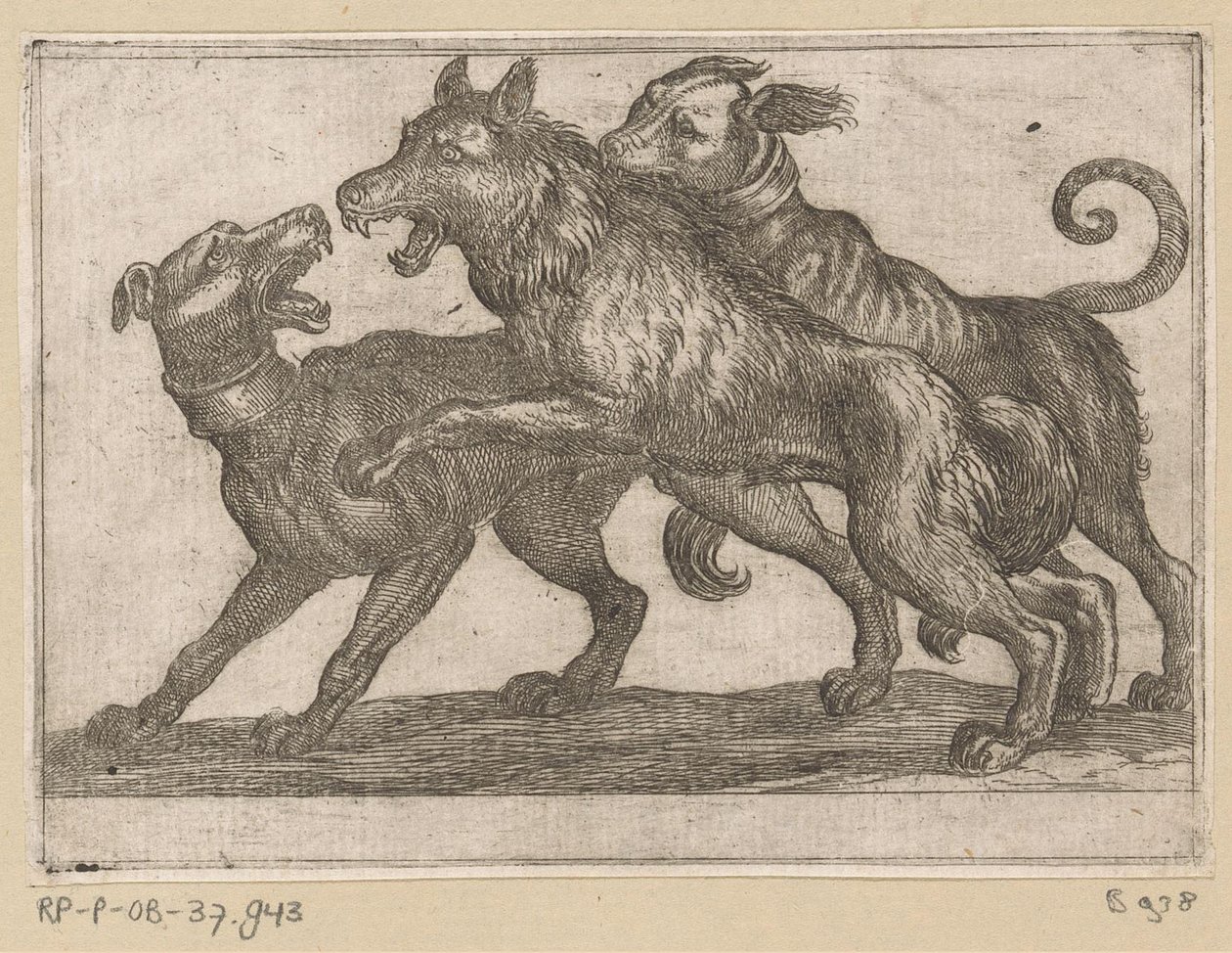 Kaksi koiraa taistelevat suden kanssa Fighting Animals (sarjan nimi) tekijältä Antonio Tempesta